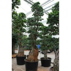 Ficus Microcarpa 'ginseng' - Bonsai 440-450cm art38529