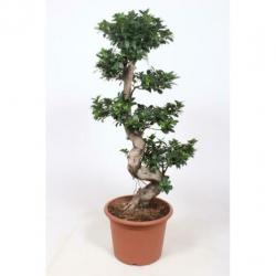 Ficus Microcarpa 'ginseng' - Bonsai 440-450cm art38529