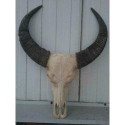 Waterbuffel schedel, gewei, hoorn, echte buffelschedel