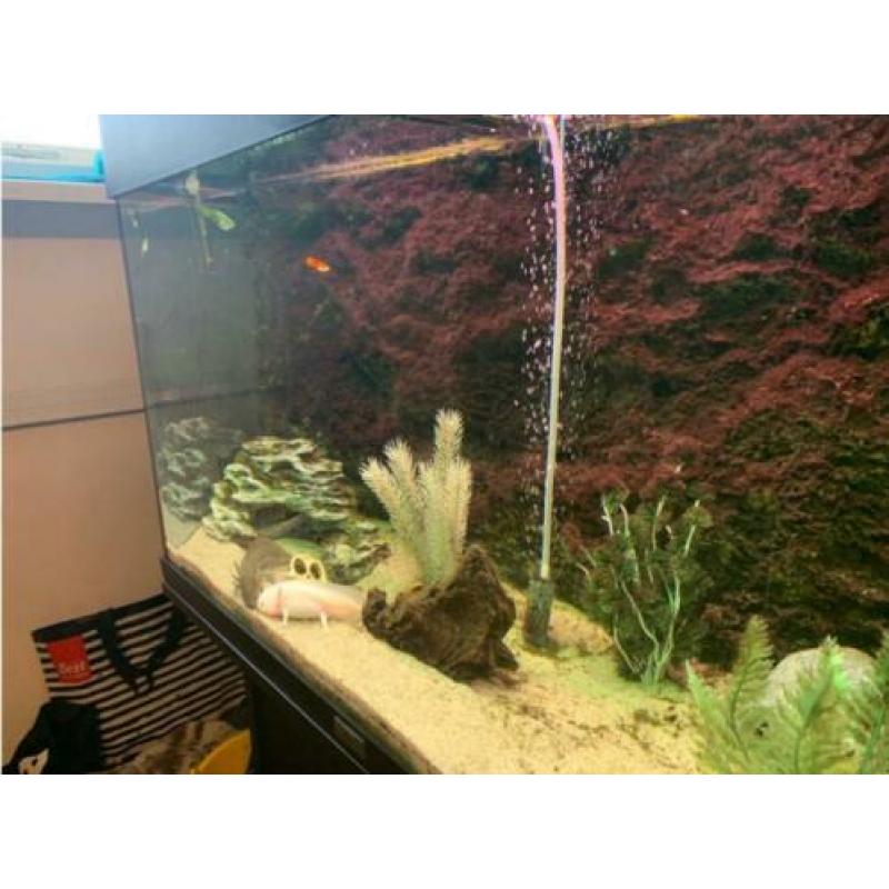 Nette Juwel 125 LED Aquarium (incl. kast, pomp, toebehoren)