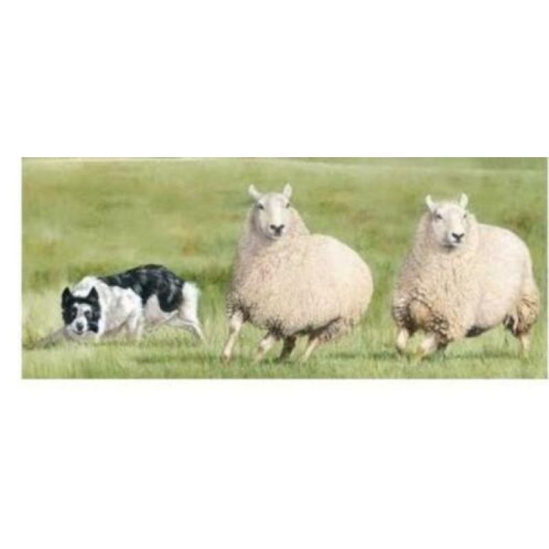 goedkope hondenlijn voor schapendrijven (training) touw