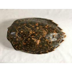 Antiek schildpadschild - taxidermie schild - zaagrug, karets