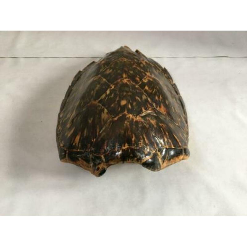 Antiek schildpadschild - taxidermie schild - zaagrug, karets