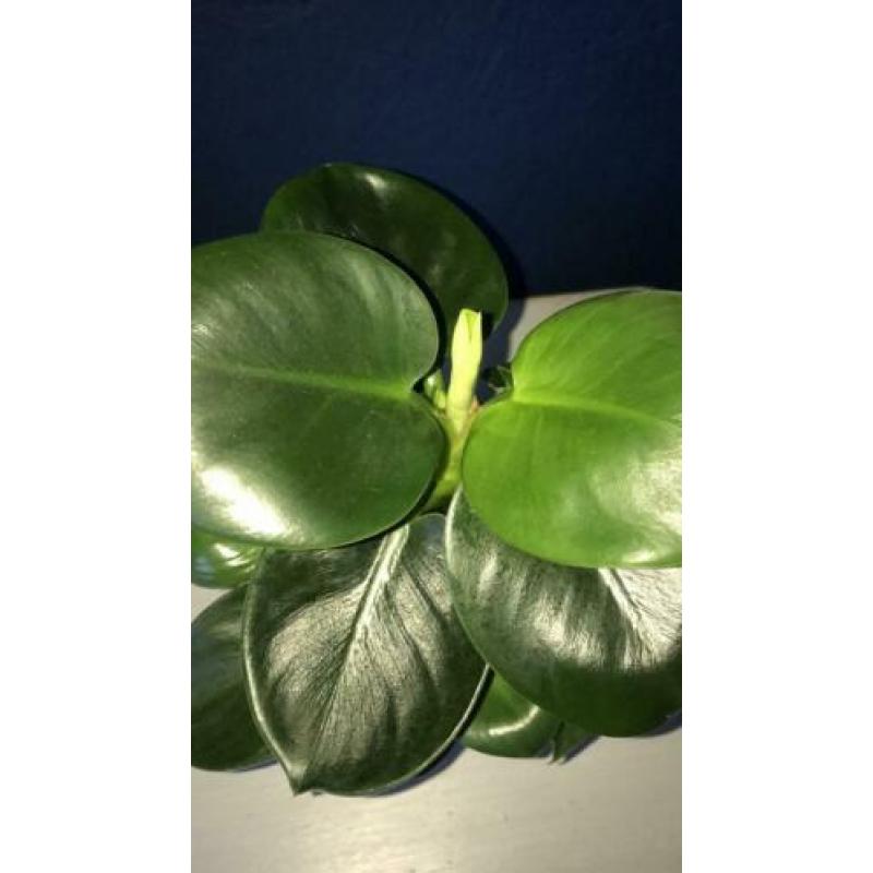 Philodendron green princess nieuw blad 2e plantje ook pink