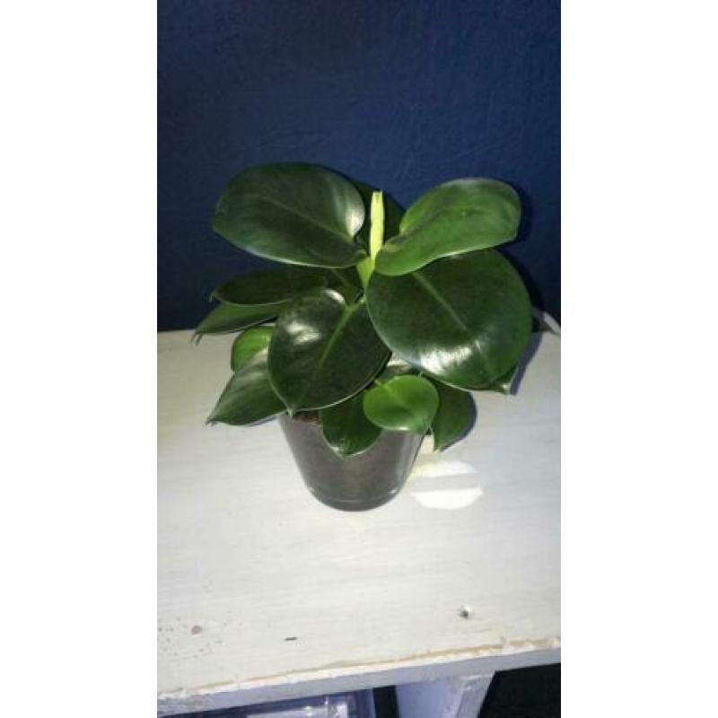 Philodendron green princess nieuw blad 2e plantje ook pink