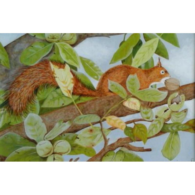 Eekhoorntje eet nootje in een mooie boom - dieren - humor