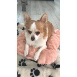 Chihuahua 6 jaar mannetje